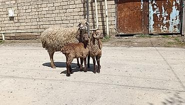 qoçlar: Qoyun ailəsi – ana qoyun və iki quzu - Növ: yerli qoyun (ana) və iki — 3