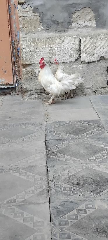 K/t heyvanları üçün mallar: Toyuq, Damazlıq — 2