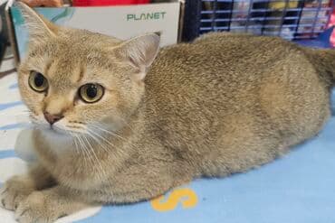 Gəmiricilər: Qızıl şinşilla — 1