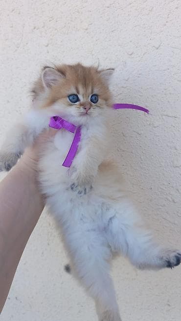 pişik adları: Şirin, tüklü balaca pişik balası – ev heyvanı - Cins tipajı: uzun — 4