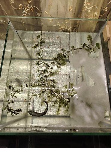 Akvarium üçün canlı sivrisinek qurdu sürfələri (gambusiya üçün yem və