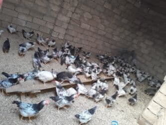 çöl ördeyi: Kəsilib təmizlənmiş, çox sayda olarsa 12 manatdan başlayan qiymət,, — 2