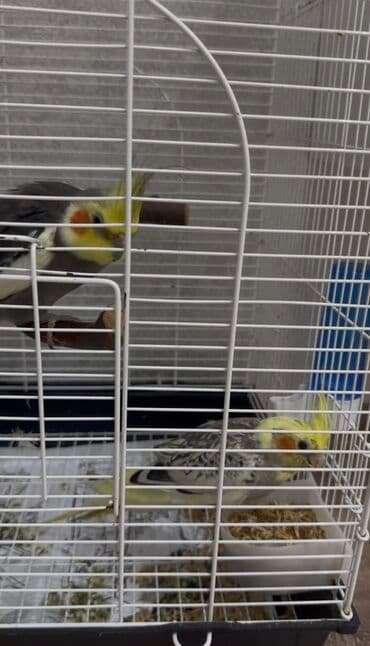 кольчатый попугай цена: Korella quslari cutu disi ve erkek satilir qefesi ile birge. 3 — 3