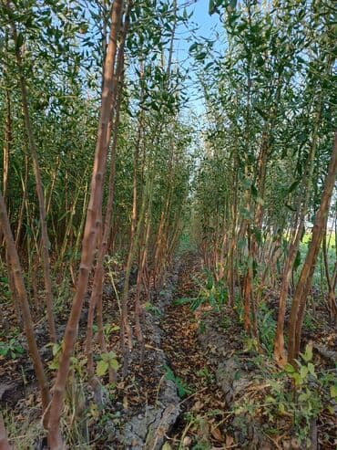 meyvə ağacı: Her sor tinglermiz movcuddur yerli və xarici sortlar var sortlara — 16
