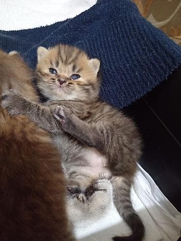 Pişiklər: Şotland yastı qulaq, Erkək, Yaxşı əllərə, Ünvandan götürmə — 9