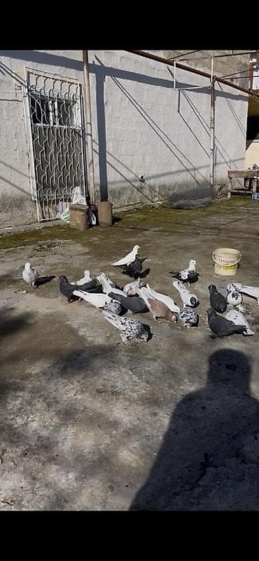 ev damaşnikləri: Şirvandadi — 3