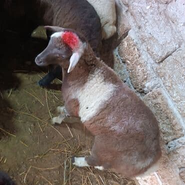 Salam hervaxdız xeyir saxlamlıq quzularm cxdı satqa isdiyen elaqe — 4