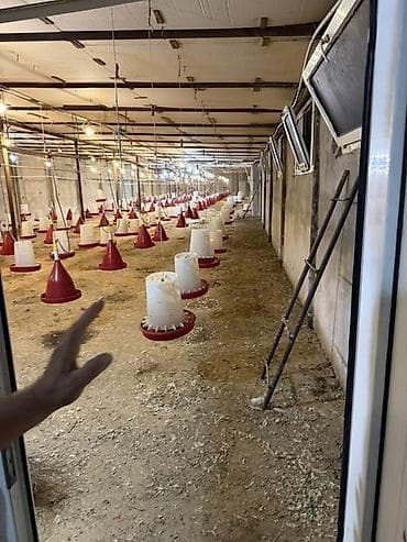 broiler: Broyler/qulluqçu toyuq saxlanması üçün tam təchizatlı quşçuluq — 1