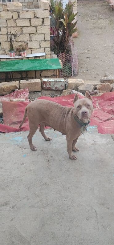 ev itleri haqqinda melumat: Pitbul, 1 il, Dişi, Peyvəndli, Ünvandan götürmə, Ödənişli çatdırılma — 6