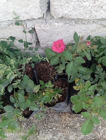 tulpan gulleri: Miniatür qızılgül kolları (qapda əkilmiş) - Çeşid: mini/qrup — 8