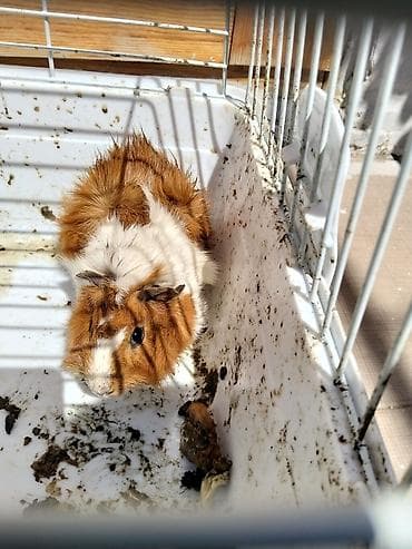 Ev heyvanı – Qvineya donuzu (kavia) - Növ: Qvineya donuzu - Rəng