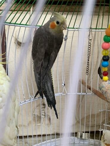 çöl pişiyi: Nymph quşu (Cockatiel) – boz rəngli, yanaqlarda narıncı ləkəli — 2