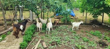 İtlər: Dişi, il: 2, Südlük — 8