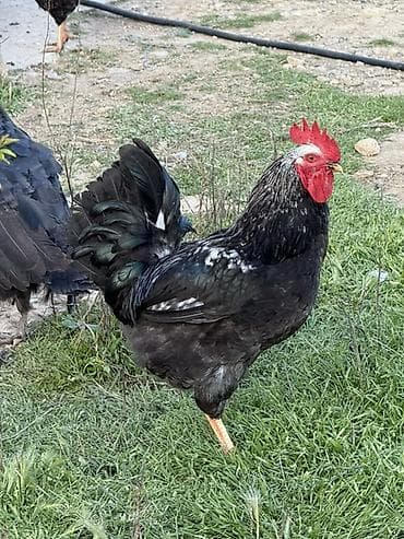 Məhsul: Qara-lələklı, gümüşi yaxalı toyuq cinsi xoruz Xüsusiyyətlər