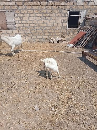 bala keçi: SAF KAN SANEN FIRANSIZ IRKI KEÇİLER MACAR IRKI KEÇİLER ÇEPİÇLER BOĞAZ — 5