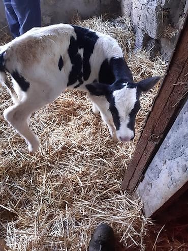 ana ari satışı: Birinci qarin ağ kirpik ivanovka super duyedi balasi dişidi yaxsi — 5