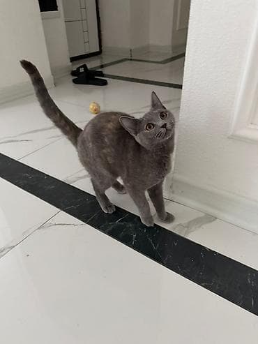 pisik esyalari: 7 aylıq dişidir. Qıymətsiz veriləcək. Aşıları tamdır — 1