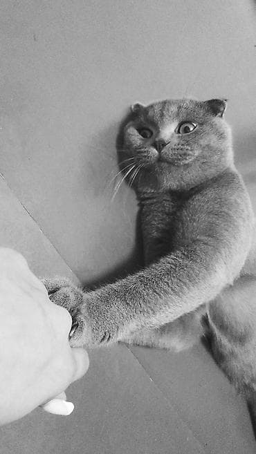 pişiyler: Şotland yastı qulaq, Erkək, Cütləşmə üçün — 4