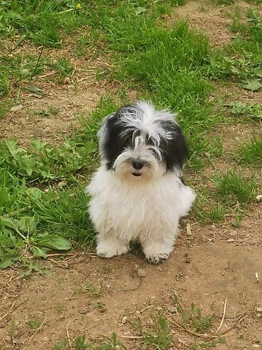 Птицы: Отдам в хорошие руки девочка 3х лет Бэти нуждается в грумминге и уходе — 1