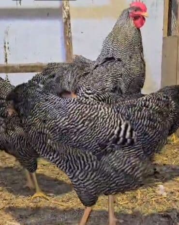 Toyuq, Damazlıq, Pulsuz çatdırılma