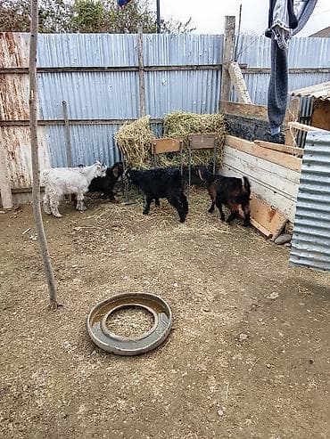 ördək balası və cücə: Balalı keçilər – yerli cins biri hələb dörd çəpşdi ikisi erkək — 3