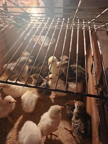 etibarli ellere verilir: Hinduşka amerikan bronz,10günlük mayalanmiş,privivka olunub,ağır — 2