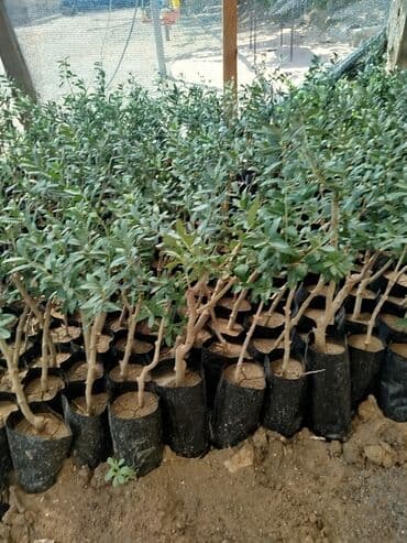 zeytun tingləri: Zeytun ağacı fidanları yaşıllaşdırma və bağçılıq üçün uyğundur. Bu — 2