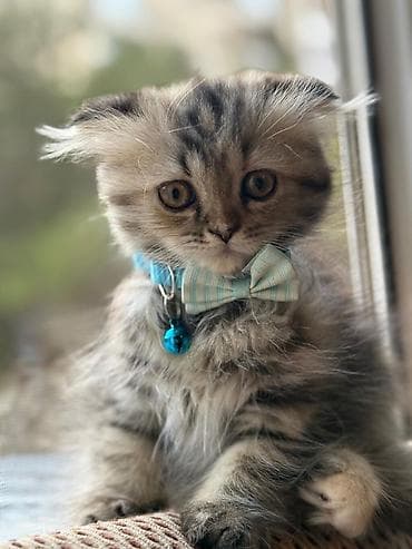 pişik tap az: Şotland — 7