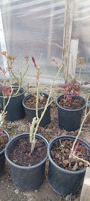 Qızılgül fidanları – qablarda • Növ: peyvənd olunmuş qızılgül kolları