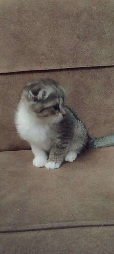 qonaq otagi mebelleri 2020: Divan — 2