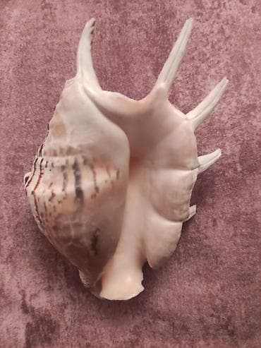 Digər ev dekoru: Dekorativ dəniz ilbiz qabığı – “Venus Comb Murex” üslubunda - — 2