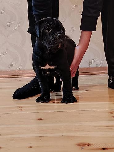 doberman itləri: Kane-Korso, 1 ay, Sənədli, Ünvandan götürmə, Pulsuz çatdırılma, Rayonlara çatdırılma — 6