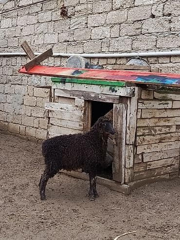 kreditle mal qara: Erkey quzu — 3