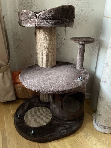 evde tisbaga saxlamaq olarmi: Pisik evi — 1