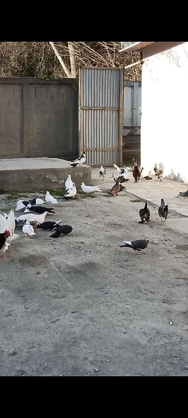 satdig quslar: Salam Əleykum. Çoxdu göyərçinlərim. cürbəcür var. ən ucuz 3azn. Daha — 4
