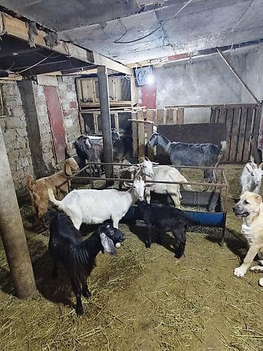 haski satisi: Satlıq keçi sürüsü - Növ: yerli cins qarışığı (ağ, qara, boz və — 2