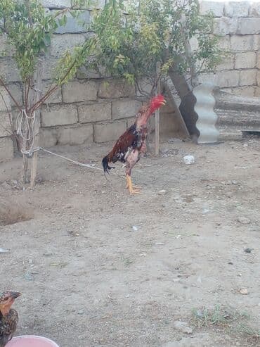 Пчелы: Петухи — 4