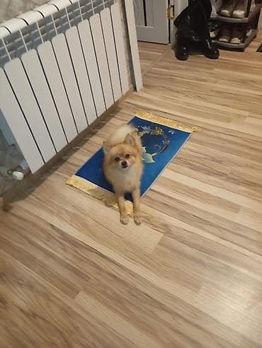 Akvariumlar: Şpitz — 1