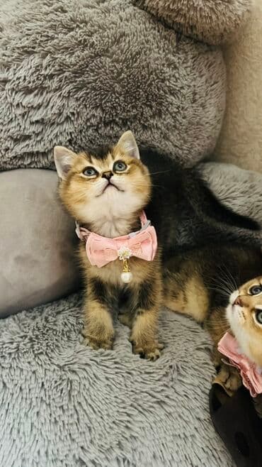 pişik latok: Şinşilla, Dişi — 13