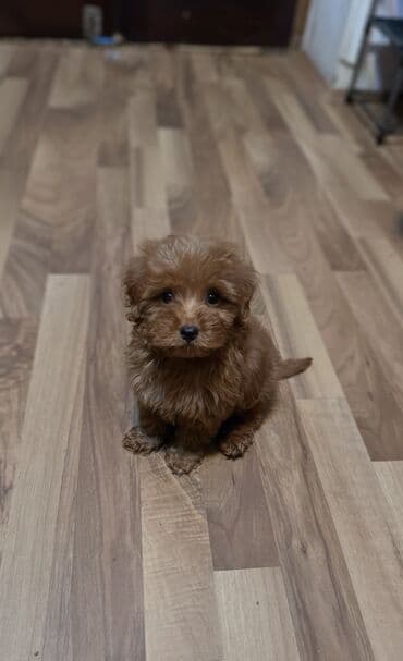 Pudel, 3 ay, Erkek, Peyvəndli, Ünvandan götürmə