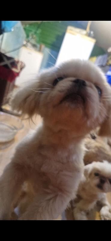 mini itler: Pekines, 11 ay, Peyvəndli — 2