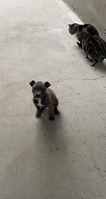 it davasi 2019: 2 ay, Dişi, Peyvəndli, Ödənişli çatdırılma — 5