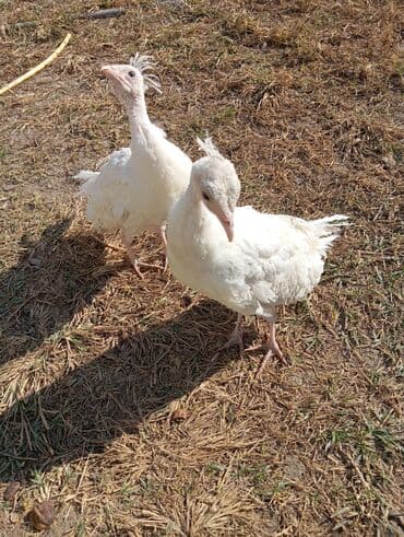 Pişiklər: Məhsul: Ağ tovuzcuğlar (cüt) Təsvir.salam gorduyunuz ag Tovuz quşu — 4