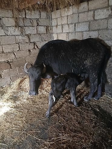 heyvan mal: Su camışı – bala ilə birinci balasıdır.qiyməti 3200 manat - Növ: Yerli — 3