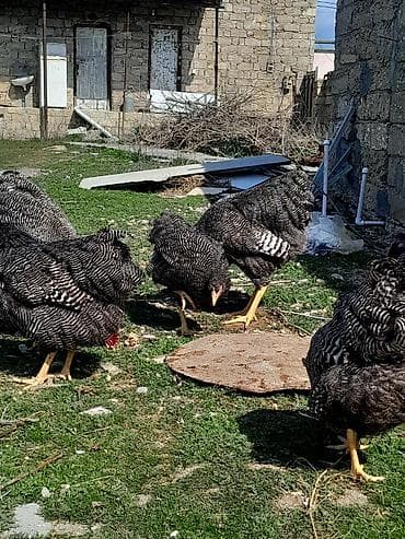 Akvariumlar: Toyuq, Damazlıq — 4