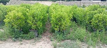 Çöl bitkiləri: Prunus laurocerasus (dağdağan/defnevişnə) dekorativ kol bitkiləri – — 2