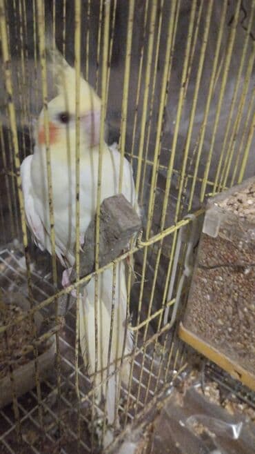 Great Wall: Növ: Nimfa tutuquşu (cockatiel), açıq sarı rəng, yanaqlarda narıncı — 4