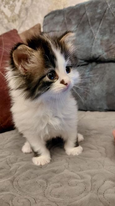 ev pişiklər: Dişi, Yaxşı əllərə — 2