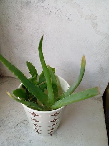 kol bitkiləri: Succulent və kaktus dəsti – 3 müxtəlif bitki - Kalanxoe (sukulent) — 2