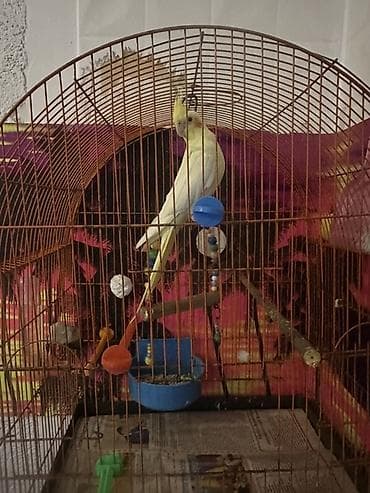 karella tutuquşu: Növ: Nimfa (Cockatiel) tutuquşu Rəng: Açıq sarı/limon tonları — 4